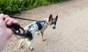 Perro de raza mixta, blanco y negro, con collar rojo, parece un perro reactivo, mirando hacia atrás mientras camina con correa.