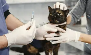 A veterinarian administers a rabies shot for cats to a tortoiseshell cat. The cat looks a bit nervous but is held gently by two gloved hands.