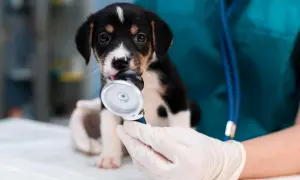 Czy weterynarz to doktor? Zrozum różnice w tytułach i kwalifikacjach