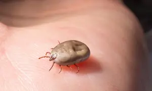 Kleszcz na dłoni, potencjalne źródło boreliozy i FSME. Immunizacja jest kluczowa.
