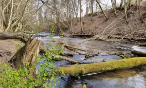 Szumy nad Tanwią szlak. Wiosenny las, strumień z powalonymi drzewami porośniętymi mchem i drewniany mostek.