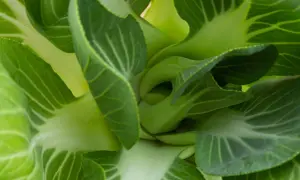 Zbliżenie na soczyste, zielone liście sałaty pak choi, z widocznymi żyłkami i lekko pofałdowanymi brzegami.