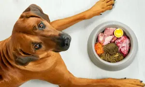 Pies rasy Rhodesian Ridgeback patrzy na miskę z jedzeniem BARF. Co to jest? To surowa karma dla psa.