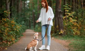 Ruda dziewczyna ćwiczy z psem na smyczy w jesiennym lesie. Piesek siedzi i patrzy na nią z uwagą.