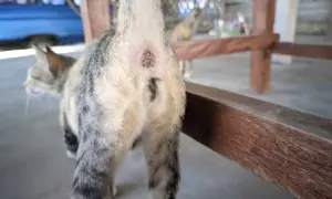 Close-up of a cat's rear end, showing its tail and the area where anal glands are located. Yes, cats have anal glands.
