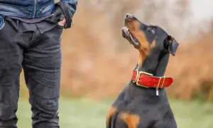 Ein Dobermann mit rotem Halsband blickt erwartungsvoll zu seinem Besitzer. Sein Charakter zeigt sich in der aufmerksamen Haltung.