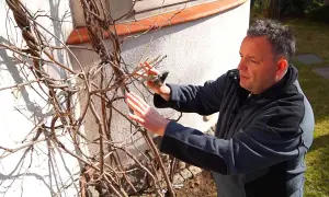 Jak przycinać wisterię, aby uniknąć błędów i cieszyć się kwiatami