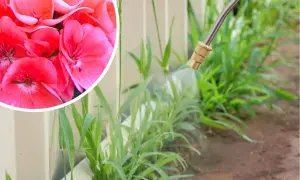Różowe pelargonie obok chwastów, na które pryskany jest środek z kwasem pelargonowym.
