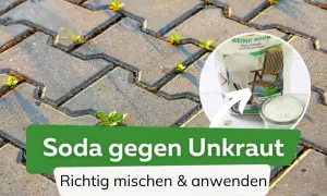 Unkraut wächst zwischen Pflastersteinen. Ein Kreis zeigt eine Packung Soda und ein Glas mit dem Pulver. Soda gegen Unkraut: Richtig mischen & anwenden.