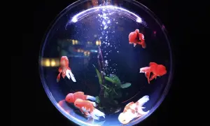 Kilka złotych rybek pływa w okrągłym akwarium, tworząc magiczny widok.