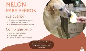 Un perro mira un trozo de melón ofrecido por una mano. Sí, los perros pueden comer melón, es un snack saludable.