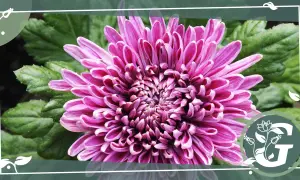 Eine prächtige, pinke Chrysantheme im Topf entfaltet ihre Blütenblätter. Grüne Blätter bilden den Hintergrund.