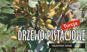 Drzewo jak nuta - odkryj tajemnice orzechów i zagadek