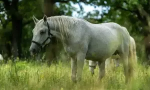 Piękny, siwy, biały koń pasie się na łące wśród zielonej trawy.