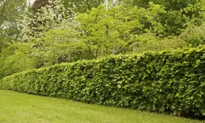 Eine dichte, grüne Buchenhecke, ideal für die Gestaltung von Gärten. Buchenhecke pflanzen pro Meter für eine natürliche Abgrenzung.