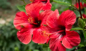 Czerwone, kwitnące hibiskusy, jakby w ciąży, z pąkiem obok.
