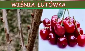 Gałązki wiśni łutówki z pąkami obok kiści dojrzałych, błyszczących wiśni.