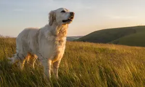 Czy golden retriever jest agresywny? Odkryj prawdę o tej rasie