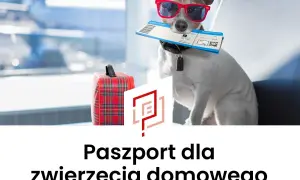 Pies w okularach przeciwsłonecznych trzymający bilet lotniczy, obok walizka, w tle samolot.