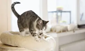 A tabby cat kneads a plush bed, a comforting behavior that explains why does my cat knead me.