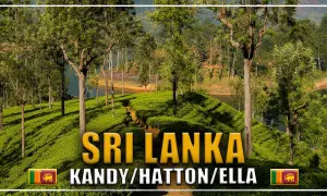 Zielone plantacje herbaty w Sri Lance, w okolicach miast Kandy, Hatton i Ella. W tle jezioro i drzewa.