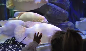 Dziecko zachwycone wielkimi rybami w oceanarium. Warto odwiedzić to miejsce, świetne opinie o oceanarium w Międzyzdrojach.