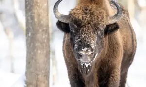 Ein Wisent im Schnee, ein majestätischer Bewohner des letzten Urwalds Europas.