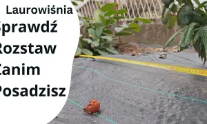 Jak sadzić laurowiśnię Novita, aby uniknąć rzadkiego żywopłotu?