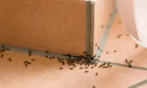 Mrówki maszerują po brązowych płytkach. Szukają czegoś, co odstrasza mrówki, ale na razie nic nie działa.