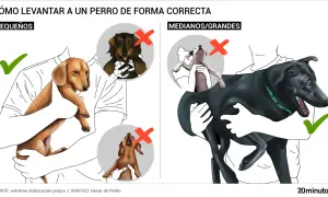 Ilustración muestra cómo levantar perros pequeños y grandes correctamente. Evita que tu perro te monte con estas técnicas.