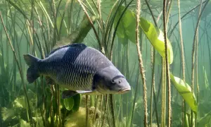 Ein Amur Fisch schwimmt zwischen Seerosenblättern und Wasserpflanzen.