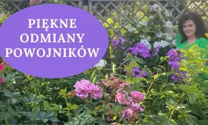 Kiedy kwitną clematisy? Odkryj sekrety ich pięknych kwiatów