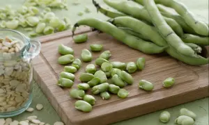 Frische Saubohnen und getrocknete Bohnen auf einem Holzbrett. Perfekt für ein leckeres Saubohnen Rezept.