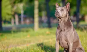 Szlachetny pies rasy thai ridgeback, szary, siedzi na trawie. Zastanawiasz się nad thai ridgeback cena?