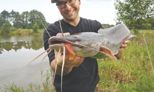 Glücklicher Angler präsentiert stolz einen großen afrikanischen Wels mit seinen charakteristischen Barteln.