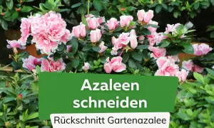 Zarte rosa und weiße Azaleenblüten. Der Text "Azaleen schneiden" und "Rückschnitt Gartenazalee" gibt Hinweise zur Pflege.