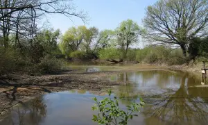 Ein ruhiger Teich im Eriskircher Ried spiegelt die umliegenden Bäume und den blauen Himmel wider.