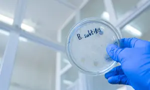 Petrischale mit "B. subtilis" beschriftet, zeigt die Wirkung von Bakterienkulturen.