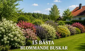 En vacker trädgård med en rad av blommande buskar i olika färger, från vitt och rosa till lila och gult.