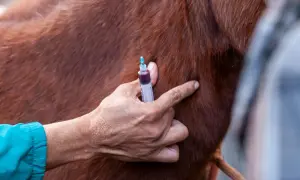 Weterynarz podaje zastrzyk w okolicy łokcia u konia.