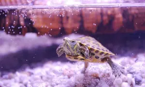 Mały żółw domowy pływa w akwarium, otoczony bąbelkami powietrza.