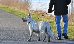 Ein weißer Hund mit rotem Halsband wird an einer Leine geführt. Der leinenruck hund genießt den Spaziergang am Wasser.