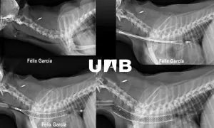 Radiografías de perros mostrando el colapso traqueal y la colocación de un stent para expandir la tráquea.
