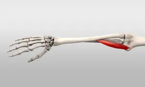 Knochen des Unterarms und der Hand mit hervorgehobenem roten Muskel, dem pronator teres.