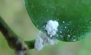 Vita, luddiga ohyra, troligen ullöss, angriper en grön växt. De ser ut som små bomullstussar på blad och stjälk.