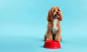 Ein süßer Hund sitzt vor einem roten Napf mit Futter und zeigt beeindruckende Impulskontrolle.