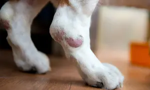 Rote, gereizte Stellen an den Pfoten eines Hundes, möglicherweise nach einem Stich.