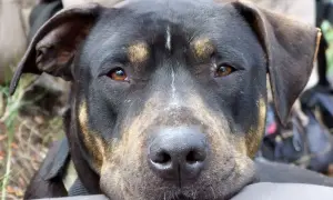 Primer plano de un perro de aspecto fuerte, a menudo asociado con razas de perros peligrosos, con ojos amables y pelaje negro y atigrado.