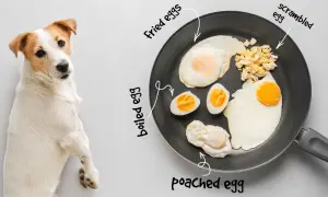 Ein süßer Welpe schaut neugierig auf eine Pfanne mit verschiedenen Eierspeisen: Spiegelei, gekochtes Ei, Rührei und pochiertes Ei.