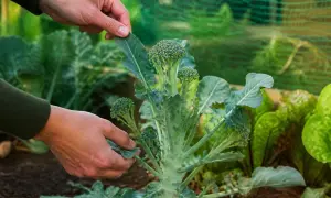 Hände prüfen den frischen Brokkoli im Garten. Die Erntezeit ist gekommen, und die grünen Röschen sind bereit.